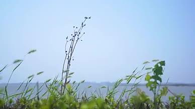 狗尾巴草大海海平面海风蓝天视频的预览图